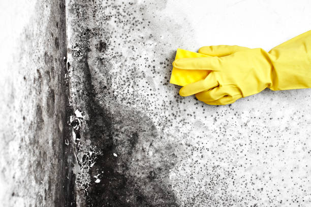 Best Certified Mold Removal  in West Tawakoni, TX