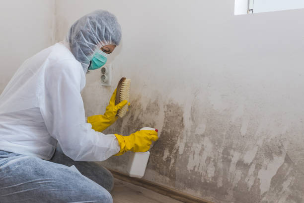 Best Crawl Space Mold Removal  in West Tawakoni, TX