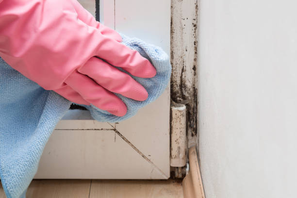 Best Attic Mold Removal  in West Tawakoni, TX