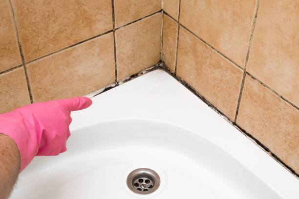 Best Local Mold Removal Service  in West Tawakoni, TX