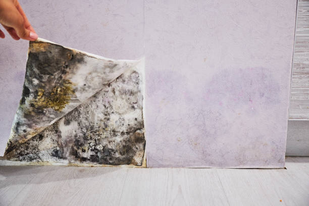 Best Attic Mold Removal  in West Tawakoni, TX